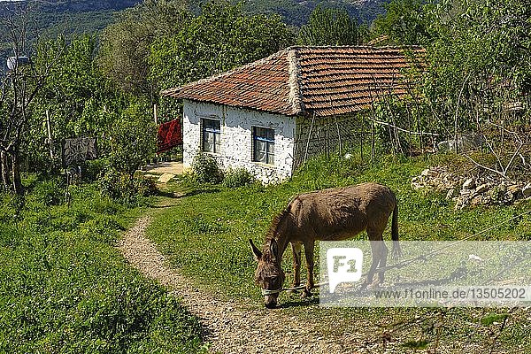 Fischende Esel vor einem kleinen Haus  Pellumbas  Pëllumbas  Qark Tirana  Albanien  Europa