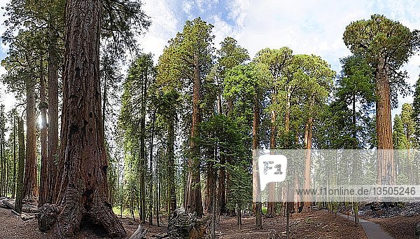 Giant sequoia trees (Sequoiadendron giganteum) in the Giant Forest  Sequoia National Park  California  United States  North America