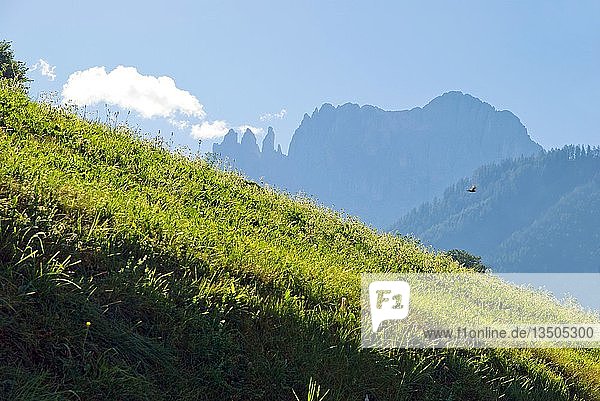 Saftige Bergwiese mit Blick auf die Rosengartenberge  Tiers  Bozen  Italien  Europa
