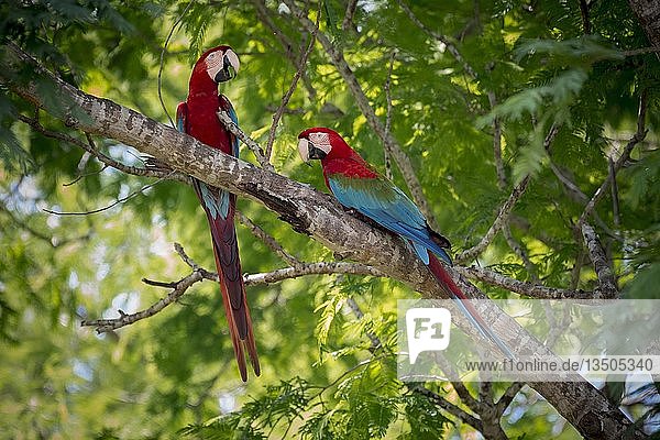 Rot- und Grünaras (Ara chloropterus)  Tierpaar auf einem Baum sitzend  Pantanal  Mato Grosso do Sul  Brasilien  Südamerika