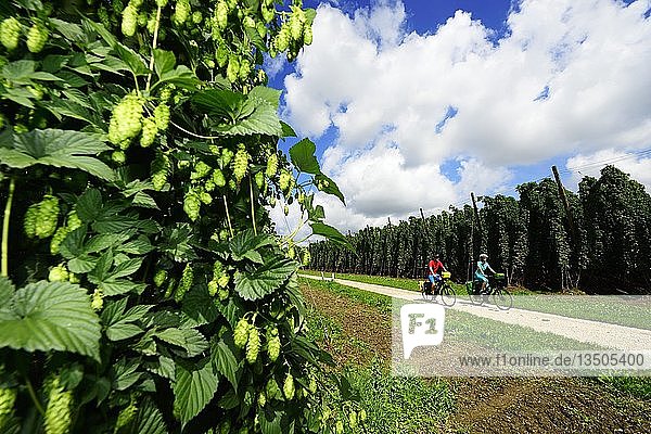 Cyclists  hop growing near Bad Gögging  Eastern Bavaria  Lower Bavaria  Bavaria  Germany  Europe