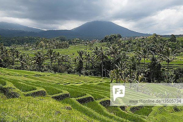Reisterrassen von Jatiluwih  Vulkan Gunung Batukaru im Hintergrund  Bali  Indonesien  Asien
