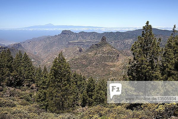 View from the trail around the Roque Nublo on blooming vegetation  Canary Island pines (Pinus canariensis)  behind Tenerife island with Teide volcano and Roque Bentayga  Gran Canaria  Canary Islands  Spain  Europe