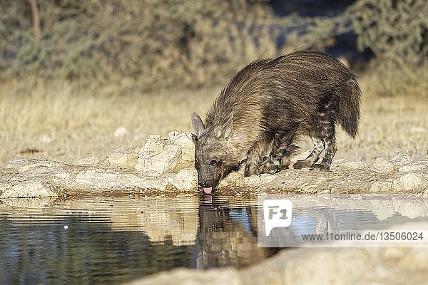 Braune Hyäne (Hyaena brunnea) beim Trinken am Wasserloch  Kgalagadi Transfrontier Park  Südafrika  Afrika