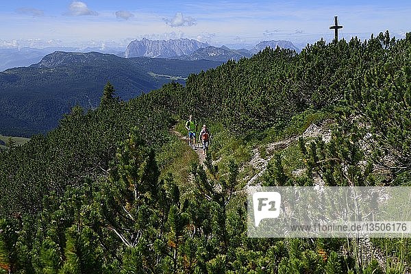 Wanderer zwischen Kiefern auf dem Gipfelkamm des Dürrnbachhorns  Reit im Winkl  Oberbayern  Bayern  Deutschland  Europa