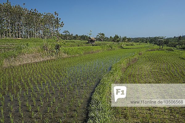 Reisfelder in Bali  Indonesien  Asien