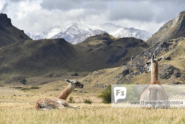 Guanakos (Lama guanicoe)  Mutter und Jungtier im Patagonien-Park  Careetera austral  Chacabuco-Tal  Aysen  Patagonien  Chile  Südamerika