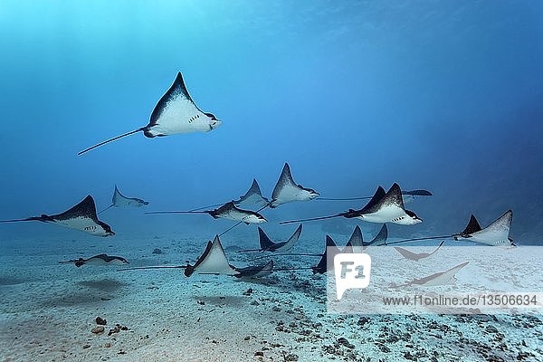Swarm Spotted eagle ray (Aetobatus narinari) swimming over sandy bottom  Great Barrier Reef  Pacific  Australia  Oceania