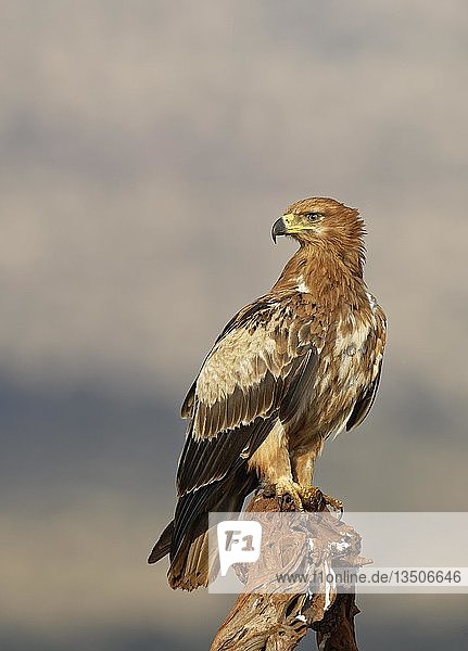 Habichtsadler (Aquila rapax) sitzt auf einem Ast  Kwazulu-Natal  Südafrika  Afrika