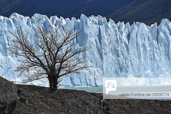 Baum vor dem Gletscher Perito Moreno am Argentinischen See  Parque Nacional Los Glaciares  Patagonien  Argentinien  Südamerika