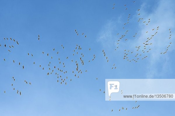 Kraniche (Grus grus) sammeln sich am blauen Himmel  um in den Süden zu fliegen  Vogelzug  MÃ¼nster  Nordrhein-Westfalen  Deutschland  Europa