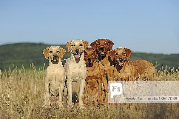 Fünf Labrador Retriever  gelb  Rüden und Hündinnen  nebeneinander sitzend  Österreich  Europa