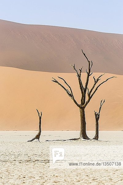 Abgestorbene Bäume im Deadvlei  Sossusvlei  Namibia  Afrika