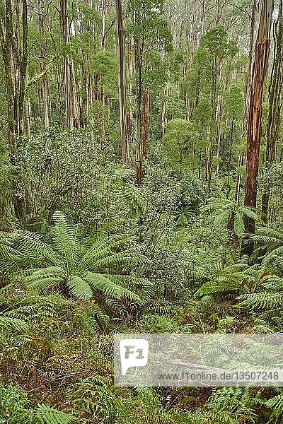 Wald mit Farnbäumen (Cyatheales)  Great Otway National Park  Victoria  Australien  Ozeanien