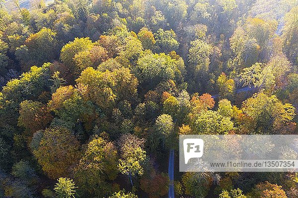 Herbstlicher Laubwald  Drohnenaufnahme  Oberbayern  Bayern  Deutschland  Europa