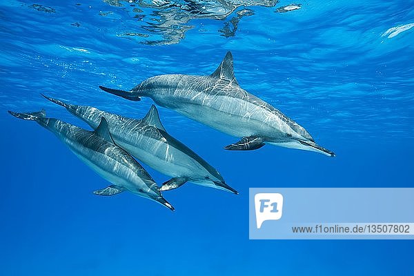 Spinnerdelfine (Stenella longirostris)  Weibchen mit zwei kleinen Delfinen schwimmen im blauen Wasser  das von der Oberfläche reflektiert wird  Rotes Meer  Sataya Riff  Marsa Alam  Ägypten  Afrika