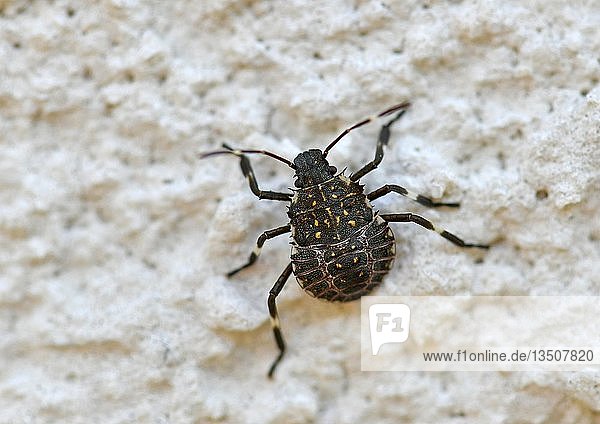 Brown marmorated stink bug (Halyomorpha halys)  young animal  on house wall  originally Asian area  Stuttgart  Baden-WÃ¼rttemberg  Germany  Europe