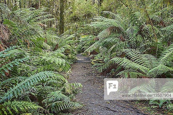 Wanderweg durch den Wald mit Farnen (Tracheophyta)  Great Otway National Park  Australien  Ozeanien
