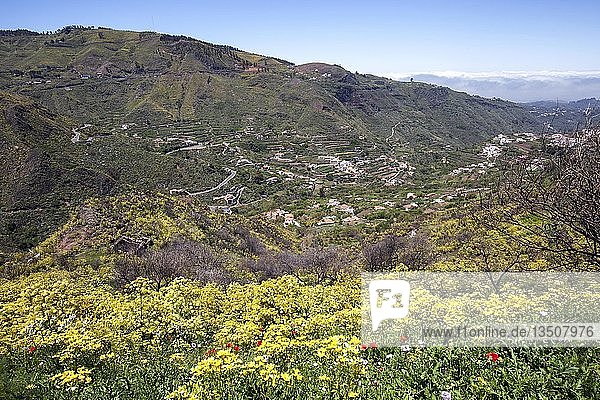 View from the Becerra trail over yellow flowering vegetation to the area around Las Lagunetas  Gran Canaria  Canary Islands  Spain  Europe