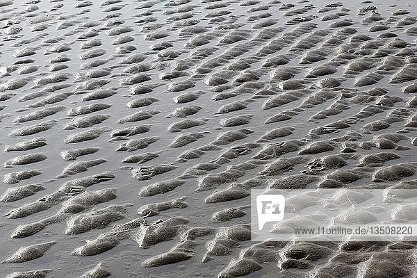 Beach at low tide  North Holland  The Netherlands  Europe