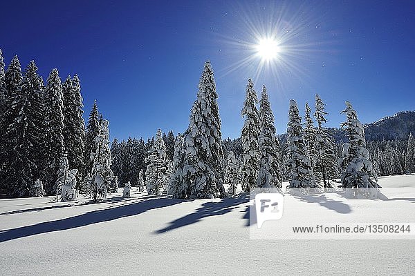 Winterlandschaft auf der Hemmersuppenalm  Reit im Winkl  Chiemgau  Bayern  Deutschland  Europa