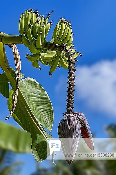 Banane (Musa ensete)  Staude mit Blüte  Maupiti  Gesellschaftsinseln  Französisch-Polynesien  Ozeanien