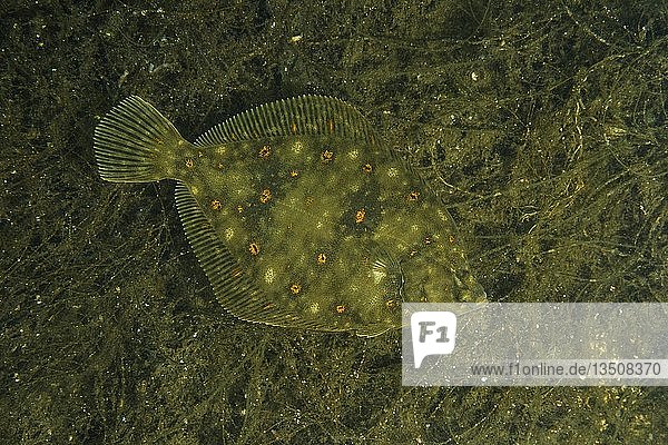 Europäische Scholle (Pleuronectes platessa) auf Algen  Norwegische See  Nordatlantik  Norwegen  Europa