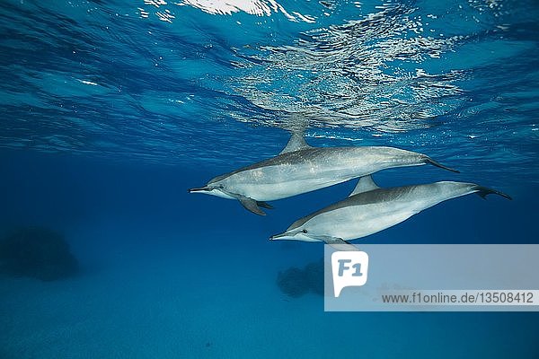 Ein Paar Spinnerdelfine (Stenella longirostris) schwimmen im blauen Wasser  das von der Oberfläche reflektiert wird  Rotes Meer  Sataya Riff  Marsa Alam  Ägypten  Afrika