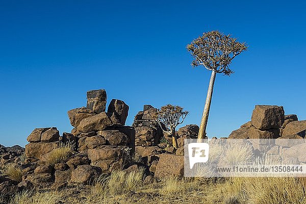 Köcherbaum (Aloe dichotoma) zwischen bizarren Felsformationen  Giants' Playground  Ketmanshoop  Namibia  Afrika