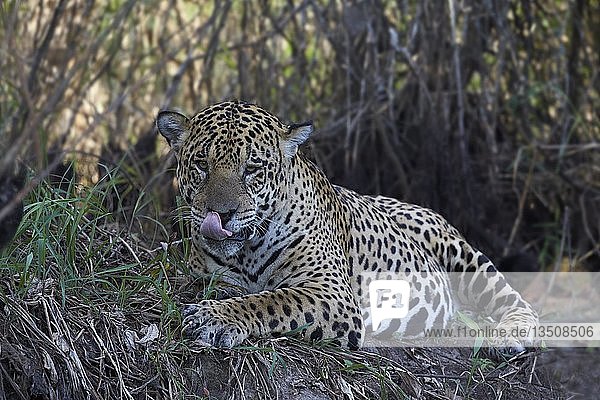 Jaguar (Panthera onca) bei der Rast auf einer Lichtung am Rio Cuiaba  Mato Grosso do Sul  Pantanal  Brasilien  Südamerika