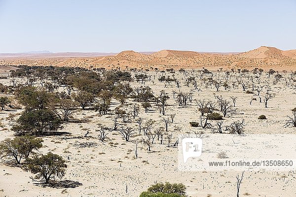 Luftaufnahme  Kameldornbäume (Acacia erioloba) im Tsondab-Trockenfluss  Namib-Wüste  Namib-Naukluft-Nationalpark  Namibia  Afrika
