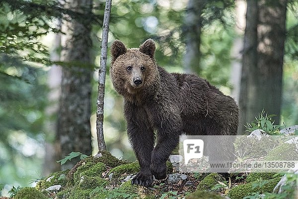 Europäischer Braunbär (Ursus arctos arctos) im Wald  Region Notranjska  Dinarische Alpen  Slowenien  Europa