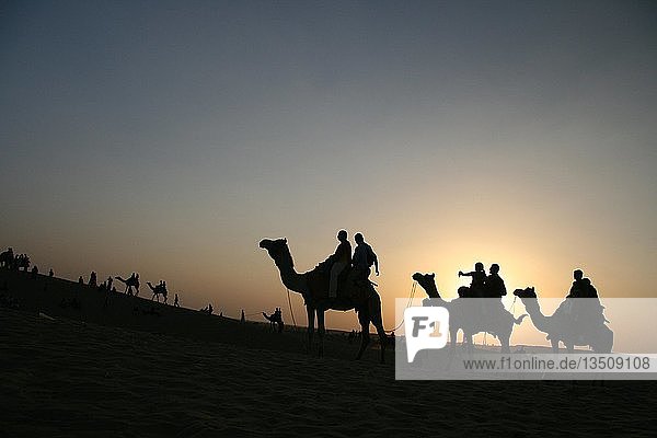 People riding camels at sunset  near Jaisalmer  India  South Asia  Asia