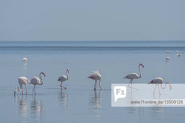 Rosa Flamingos (Phoenicopterus roseus)  Walvis Bay  Erongo-Distrikt  Namibia  Afrika
