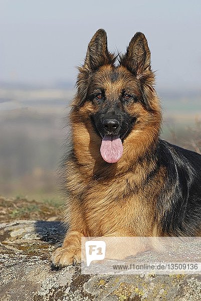 Old German shepherd dog  bitch  lies on rocks  Austria  Europe