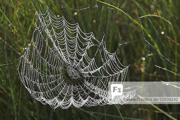 Spinnennetz einer Orb-Weberspinne (Araneidae)  Emsland  Niedersachsen  Deutschland  Europa