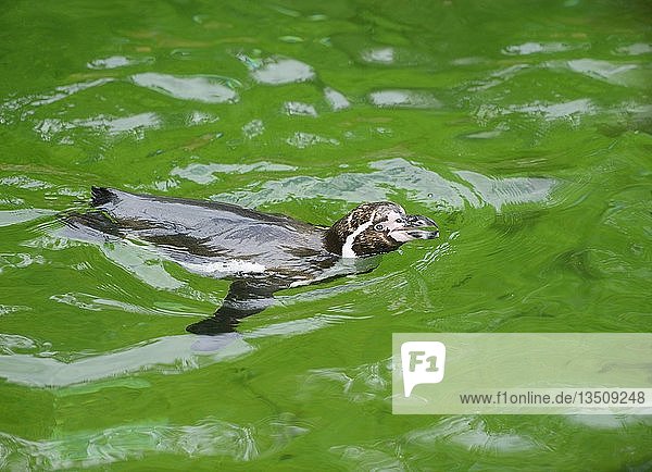 Humboldt-Pinguin (Spheniscus humboldti) schwimmt im Wasser  in Gefangenschaft  Deutschland  Europa