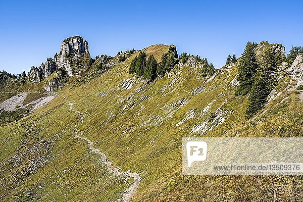 Daube  Schynige Platte  Berner Alpen  Schweiz  Europa