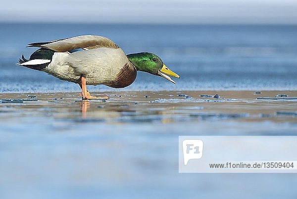 Stockente (Anas platyrhynchos)  Erpel steht auf einer Eisbahn und schnattert  Sachsen  Deutschland  Europa