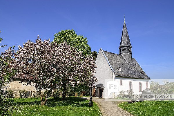 Evangelische Pfarrkirche im Frühling  Ossenheim  Friedberg  Hessen  Deutschland  Europa