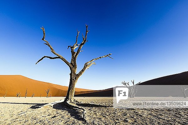 Toter Baum im Deadvlei  Sossusvlei  Namibia  Afrika