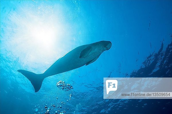 Seekuh (Dugong dugon) schwimmt unter der Oberfläche des blauen Wassers  Rotes Meer  Hermes Bay  Marsa Alam  Ägypten  Afrika