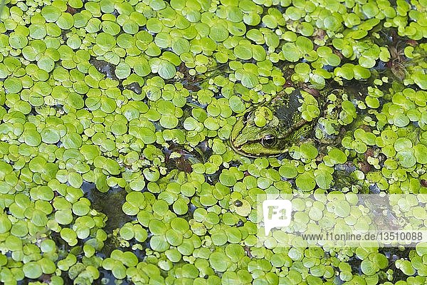 Wasserfrosch  Grünfrosch (Rana esculenta) versteckt sich im Wasser zwischen kleinen Wasserlinsen (Lemna minor)  Tarnung  Hessen  Deutschland  Europa