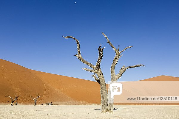 Toter Baum im Deadvlei  Sossusvlei  Namibia  Afrika