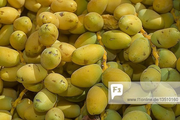 Nahaufnahme  Rippen mit gelben Früchten Datteln (Phoenix dactylifera)  Ägypten  Afrika