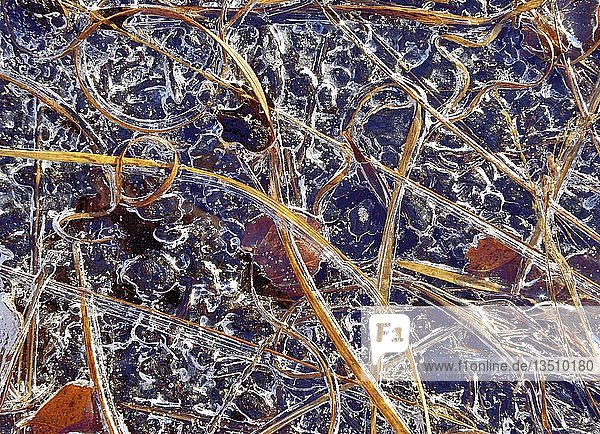 Gefrorene Grashalme und Blätter im Eis,  in Raubling,  Voralpenland,  Bayern,  Deutschland,  Europa