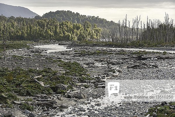 Durch Ausbruch des Vulkans Chaitén abgestorbene Bäume am Flussbett bei Puente los Gigios PumalÃn Park Chaitén Región de los Lagos Chile Südamerika