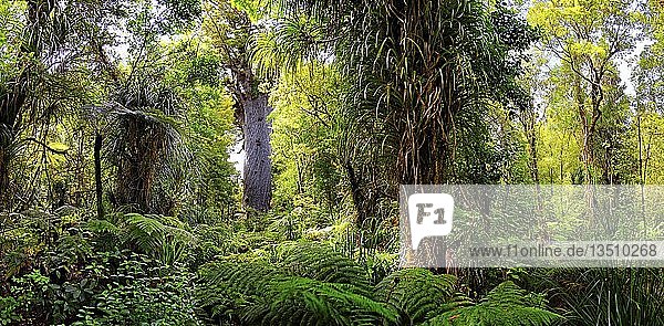 Subtropischer Regenwald  Kauri-Baum (Agathis australis) im Hintergrund  T?ne Mahuta  Herr des Waldes  größter lebender Kauri-Baum  Waipoua Forest  Nordinsel  Neuseeland  Ozeanien