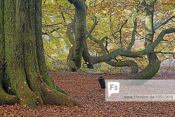 Moosbewachsener Stamm einer alten Buche (Fagus) im Herbst  Naturschutzgebiet des Urwaldes Sababurg  Hessen  Deutschland  Europa