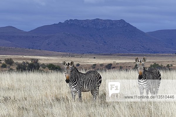 Kap-Bergzebras (Equus zebra zebra)  stehende Erwachsene  im offenen Grasland  wachsam  Mountain Zebra National Park  Ostkap  Südafrika  Afrika